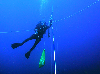 Diver