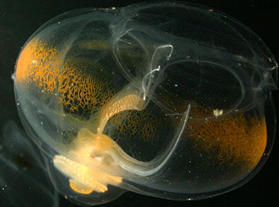 jelly