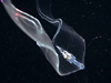 jelly animal