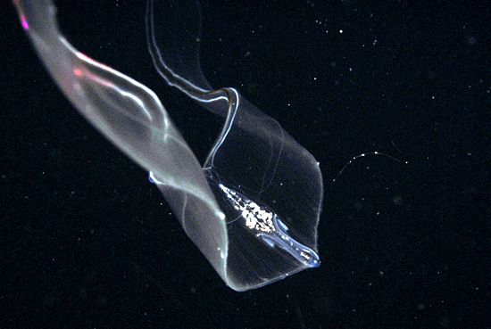 jelly animal