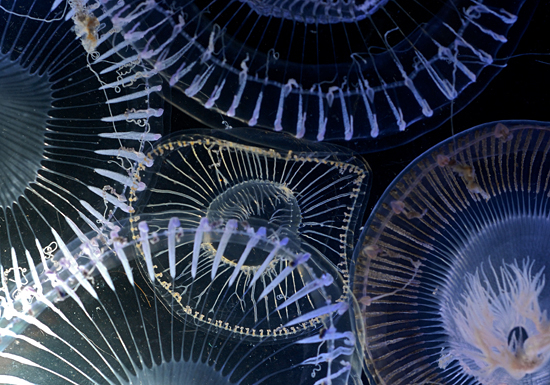 jellyfish