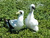 PIPA seabirds