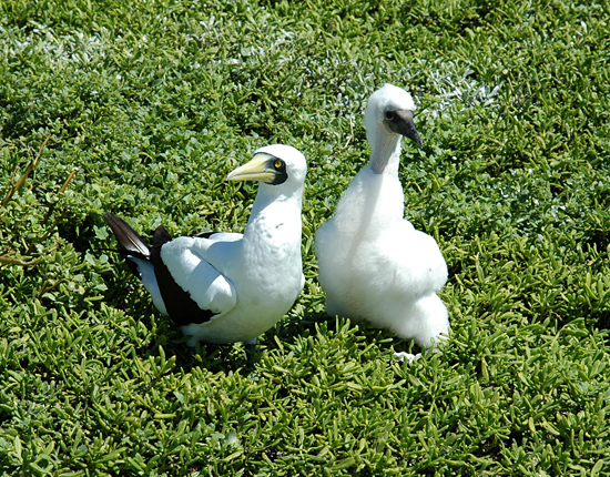 PIPA seabirds