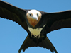 frigate bird