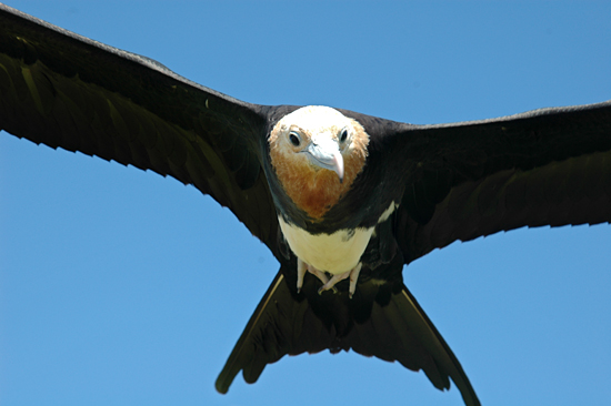 frigate bird