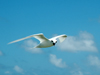 fairy tern in flight