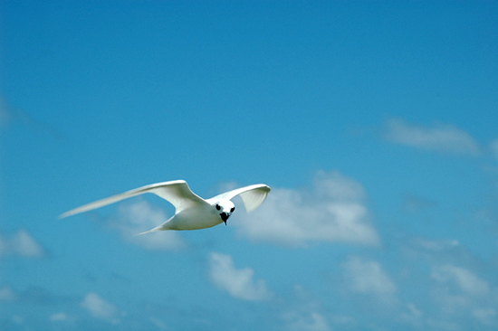 fairy tern in flight