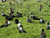 seabirds