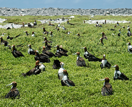 seabirds