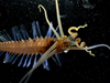 squidworm
