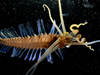 squidworm