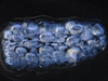 pyrosome