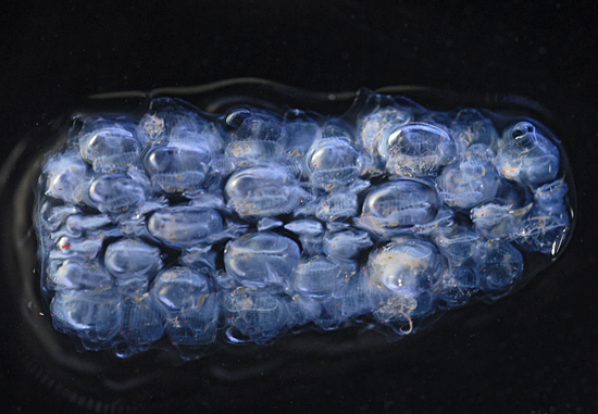 pyrosome