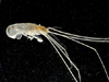 isopod
