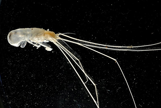 isopod