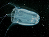 cubomedusa jellyfish