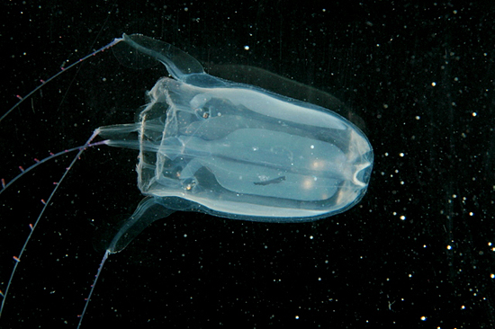 cubomedusa jellyfish