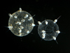 radiolarians