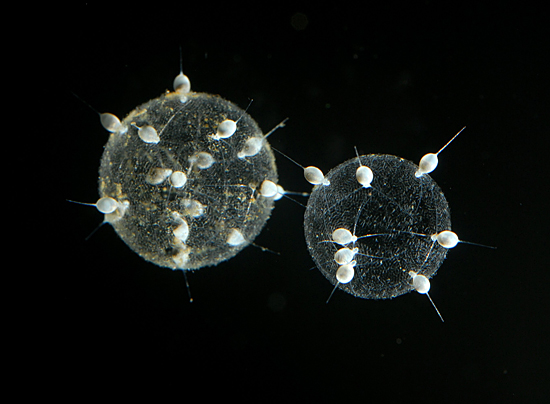 radiolarians