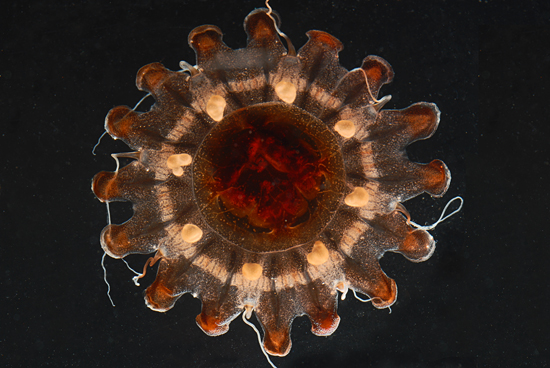 jellyfish
