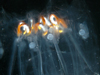 salp colony