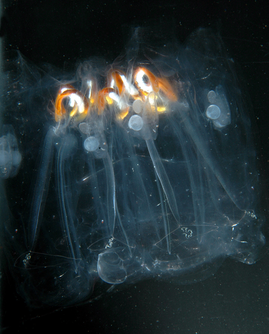 salp colony