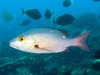 reef fish