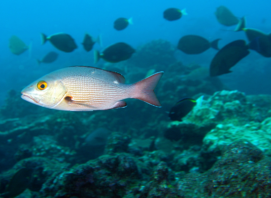 reef fish