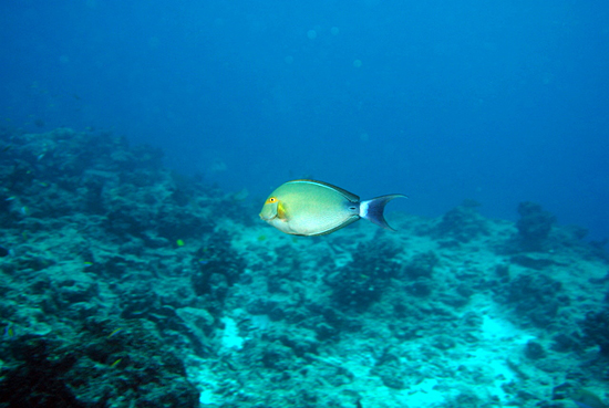 surgeon fish