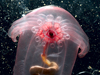 swimming sea cucumber