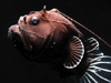 anglerfish