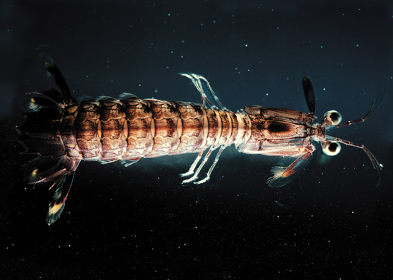 freaky shrimp