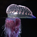 man-o-war
