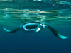 manta ray