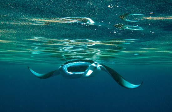 manta ray