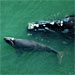 Marine Mammals