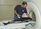 Marine Mammals Meet Modern Medicine