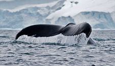 Marine Mammals