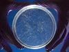petri dish with particles