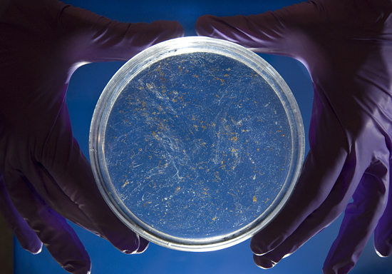 petri dish with particles