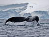 humpback whale tail