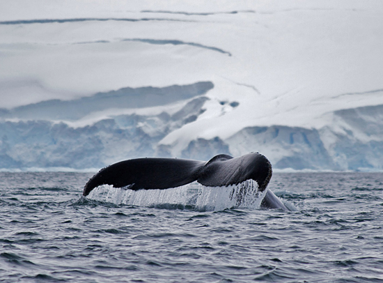 humpback whale tail