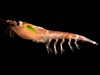 krill