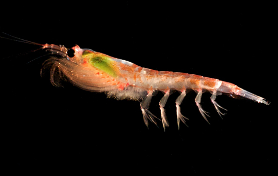 Pictures Of Krill - Free Krill pictures 