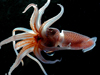 This squid, called Histioteuthis sp., is about six inches long, and lives in the midwater depths, nearly 1,000 meters (3,000 feet) down.