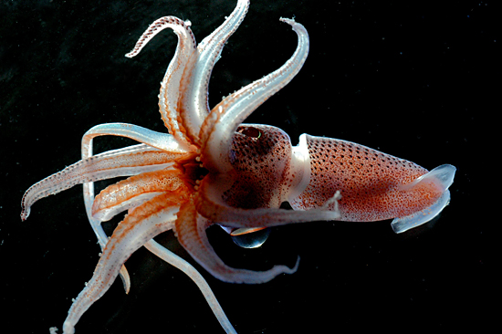 This squid, called Histioteuthis sp., is about six inches long, and lives in the midwater depths, nearly 1,000 meters (3,000 feet) down.