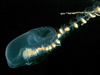 Rosacea, siphonophore
