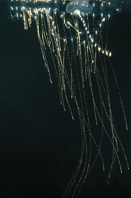 rosacea tentacles