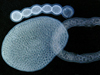 Colonial radiolarians