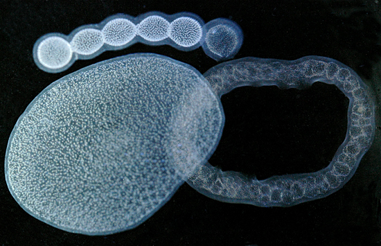 Colonial radiolarians